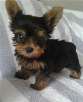 Potty training hot sale a yorkie puppy